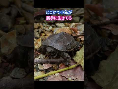 ビオトープで亀を飼育した結果