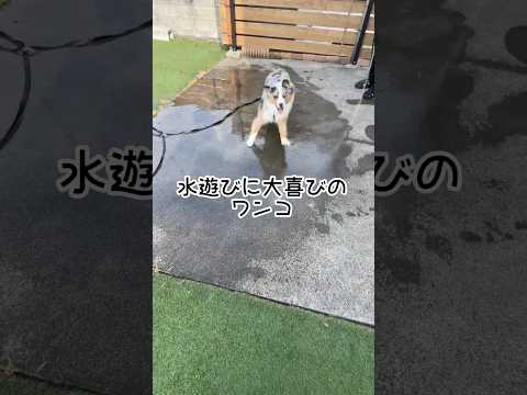 ワンコの喜びの舞#オーストラリアンシェパード#犬のいる暮らし #かわいい#癒し#dog #puppy #australianshepherd