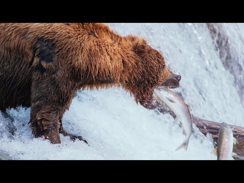 Brown Bears of Katmai | Alaska Day 8 | Brooks Falls to Anchorage