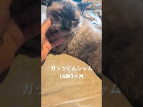 猫の動画サムネイル - シャム猫#shorts #funny #cat#猫#siamese #シャムmix