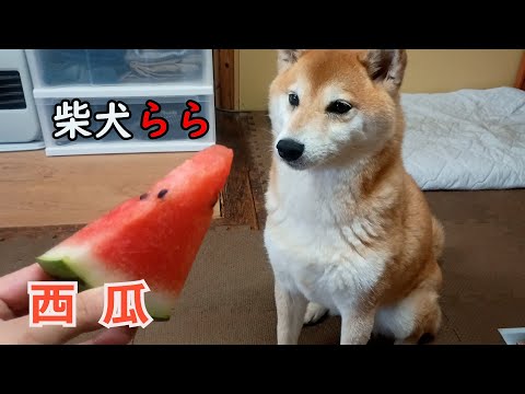 西瓜
