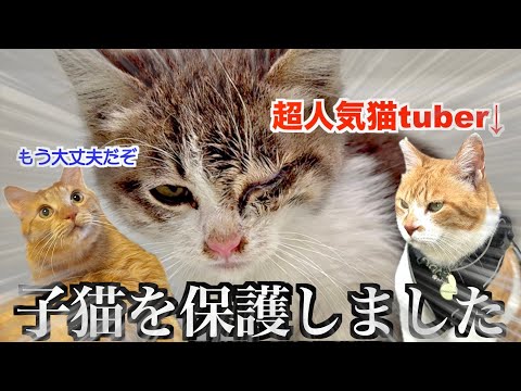 大物Youtuberの方と子猫を保護しました。