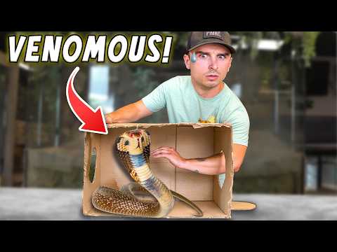 What's In The Box (Reptile Edition)
