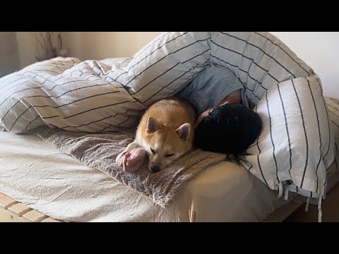 ポメ柴との暮らし）休日の過ごし方｜気になるアイテム盛り沢山のDoggy Box紹介❣️