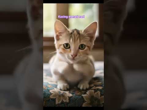 kucing menari #cat #kitten #cute