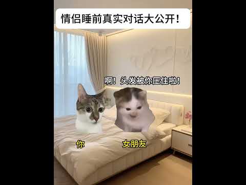 猫の面白さと癒しを夜に楽しむ動画コンテンツ サムネイル