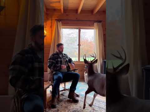 The Most Unexpected Guest... 🦌