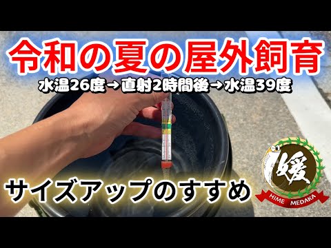 夏にメダカが死ぬ容器と死なない容器~直射日光における黒容器の水温変化~【媛めだか/実験】