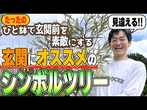 【入荷情報】玄関前で鉢植えにオススメしたい植木