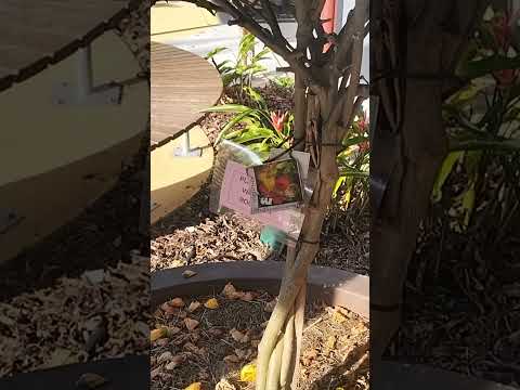 Colour changing hibiscus?