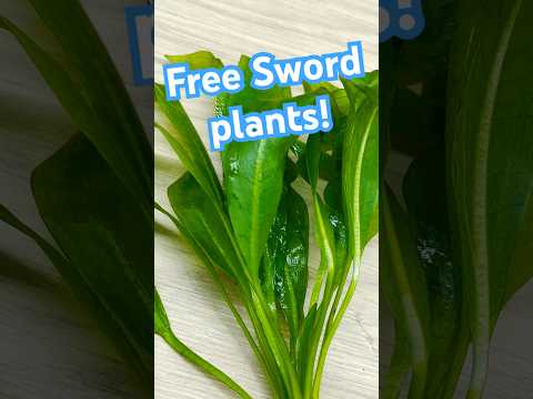 FREE Amazon sword plants? BEST plant propagation m How to propagate Amazon sword plants for free? In this easy step by step guide for plant propagation
