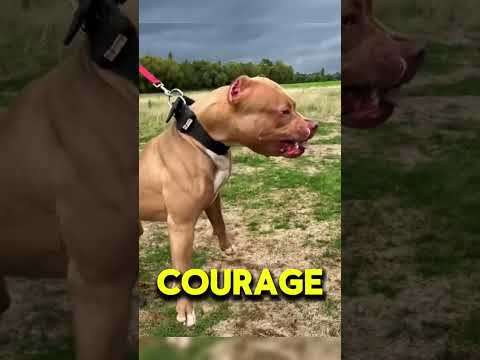 Pittbull vs Dogo Argentino #petshub #dogbreed #fact #pitbull #dogoargentino #animals #shorts #foryou