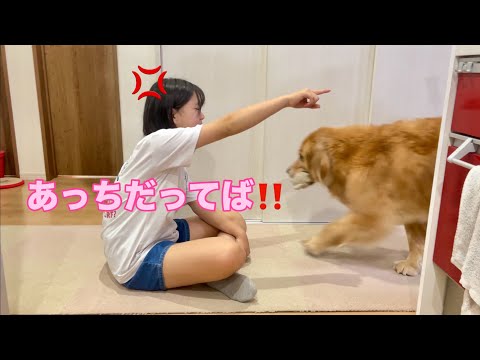 姉の命令を完全無視で我が道を行く大型犬クッキー【ゴールデンレトリバーとミニチュアダックスフンド】