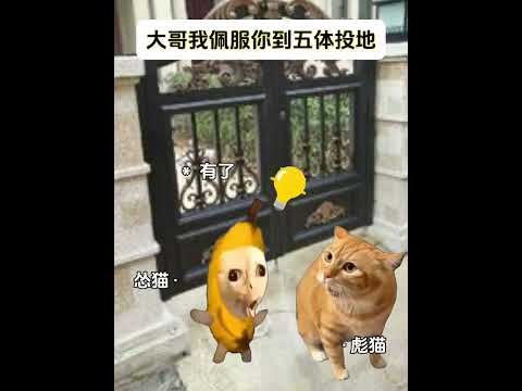 猫の動画サムネイル - 我给你表演倒立，可就不能再打我了喔#有趣 #猫meme #猫meme剧场 #猫meme小剧场 #内容过于真实  #故事 #貓 #猫猫meme小剧场 #喵不可言