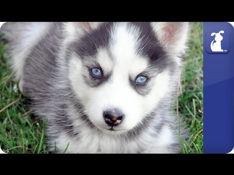 Siberian Husky - Doglopedia - UCPIvT-zcQl2H0vabdXJGcpg