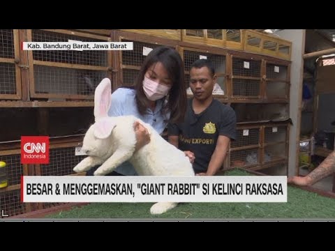 Besar & Menggemaskan, "Giant Rabbit" Si Kelinci Raksasa