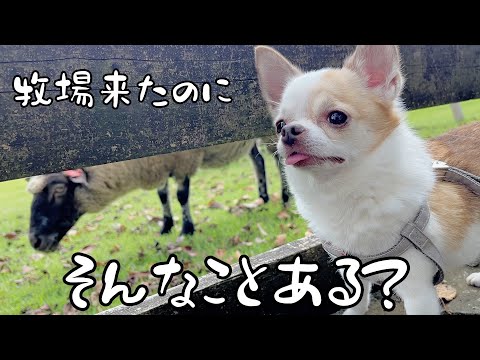 牧場で空気のようにお互いをスルーし合う羊とチワワ