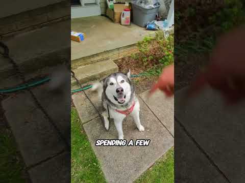 Amazon Worker Finds His New Best Friend🐺💖