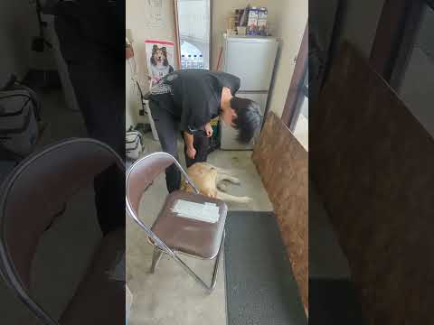 ゴールデンレトリバー子犬のティトと家族の日常をお届け サムネイル