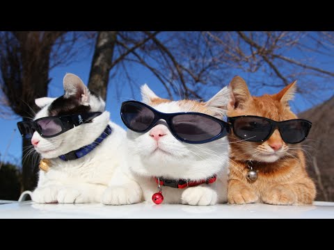 猫の動画サムネイル - かご猫LIVE配信　2025年08月01日
