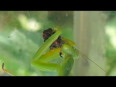 Please check out my song about the praying mantis. #mantis