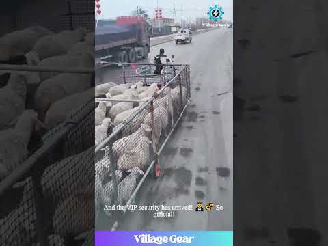 The VIBES on This Animal Road Trip are IMMACULATE! 😂 That Dog is the Captain of the Ship! #animal