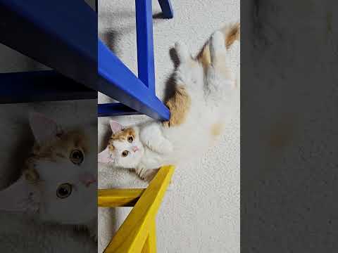 애교냥답다 ^^ #먼치킨 #브리티시숏헤어 #고양이 #cat