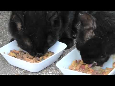 林崎漁港内地域猫黒系アメショ2025 8 20a