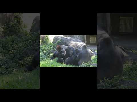 Silverback Gorilla D