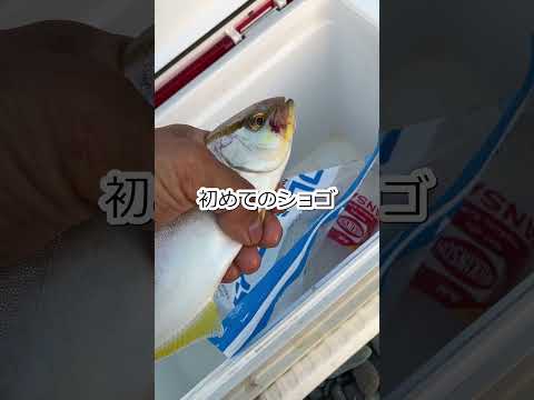 初ショゴ #釣り #fishing #shorts #ショート動画 #ショアジギング