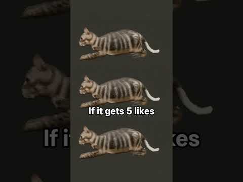 #cat