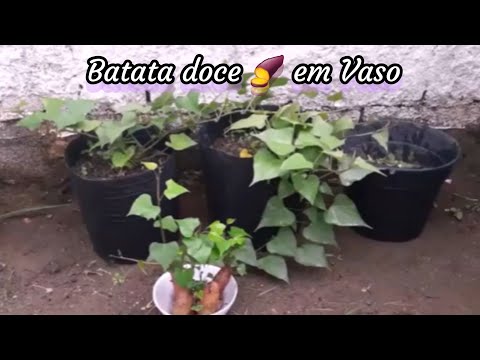 Como Plantar Batata Doce em Vasos, maneira mais fácil que existe