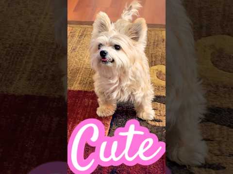 Opalite - Taylor Swift 💛💛💛 #puppy #puppies #love #cute