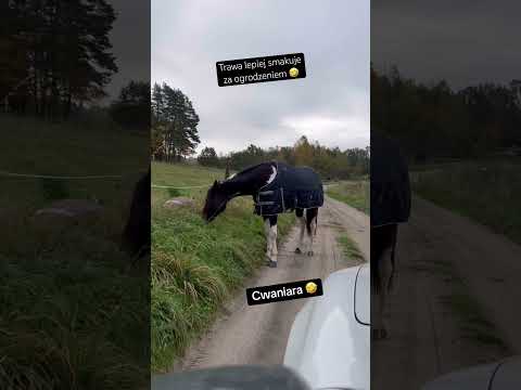 Przyjeżdżam ze śniadankiem, a tu taka niespodzianka! #konie #horse #equestrian #pony #las