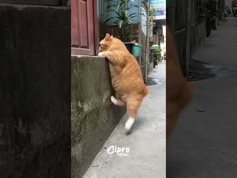 Este gatito no puede subir la grada #viralvideo  #humor