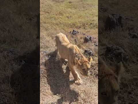 forest run in a eat to prinstesing in animal fo a one time