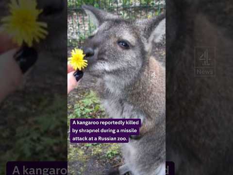 Kangaroo killed in missile attack on Russian zoo