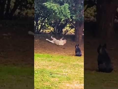 The dog can’t even get up lol 😂 #funny #dog #memes