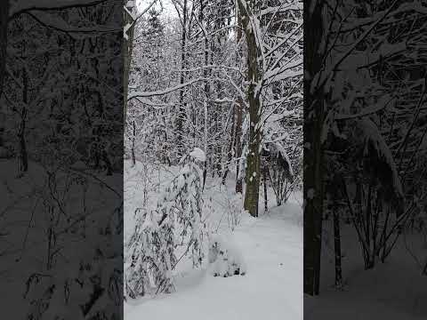 Winter Silence in the Forest ❄️🌲