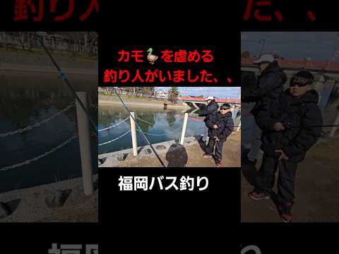 カモ🦆を虐める釣り人がいました、、#福岡バス釣り#今川バスフィッシング #長峡川 #バス釣り好きな人と繋りたい #遠賀川バス釣り #柳川クリーク #行橋バス釣り #鳥虐待