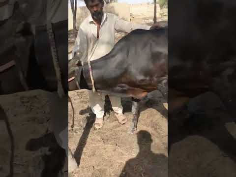 veterinary short video