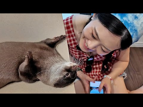 A Beautiful Woman Visits Otters! Belle Gets Close for the First Time While Bingo Stays Chill!