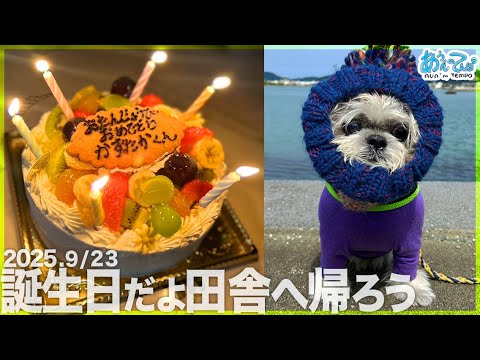 【シーズー事件勃発】お誕生日だよ田舎へ帰ろう【グランパ82】