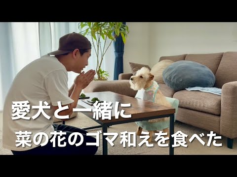 愛犬と一緒に「菜の花のゴマ和え」を食べた！レイクランドテリア