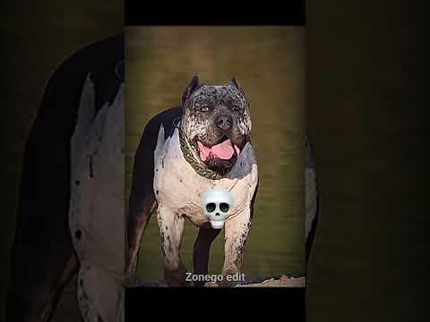 How cute dangerous are these dogs? ☠️