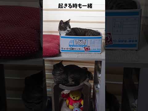 我が家に猫マンションができてたよ☆上下並んでお昼寝するガーちゃんゴマちゃん【リキちゃんねる　猫動画】 キジトラ 猫のいる暮らし