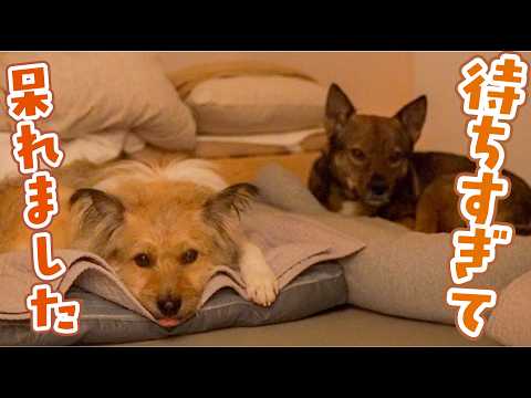 出張からパパが帰ってきた!けど…誰の反応もありません…