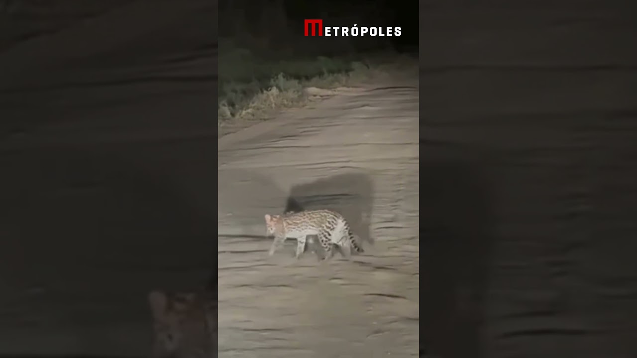 Bebê jaguatirica é flagrado perdido até chegada da mãe em estrada de MT