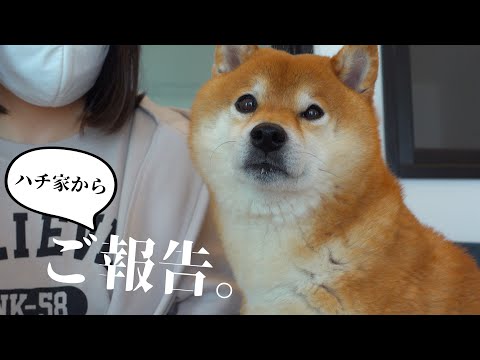 犬の動画サムネイル - 皆様に大切なご報告です。