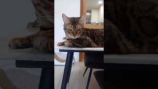 リビングでくつろぐヒョウ柄猫【ベンガル猫の】
